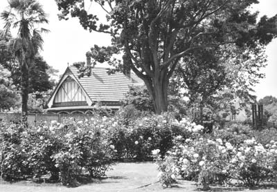 Rose garden in full bloom in Hegley Park, located in the heart of Christchurch, New Zealand.