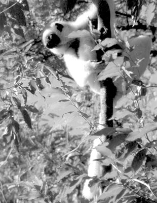 Verreaux’s sifaka (looking down) — Berenty Reserve, Madagascar. Photos: Cooper 