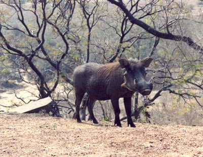 Warthogs and baboons strolled the grounds poolside during the day at Ghana’s state-run Mole Motel.