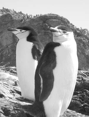 Chinstrap penguins on Elephant Island in the South Shetlands. Photo: Nili Olay