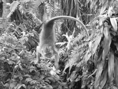 A monkey dangling from a limb — Kuala Lumpur.