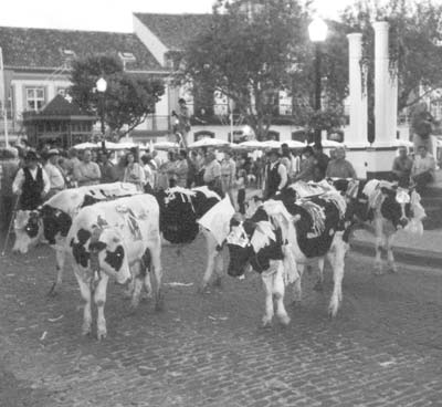 Steers dressed for their blessing ceremony — Angar, Azores. Photo: Wardell