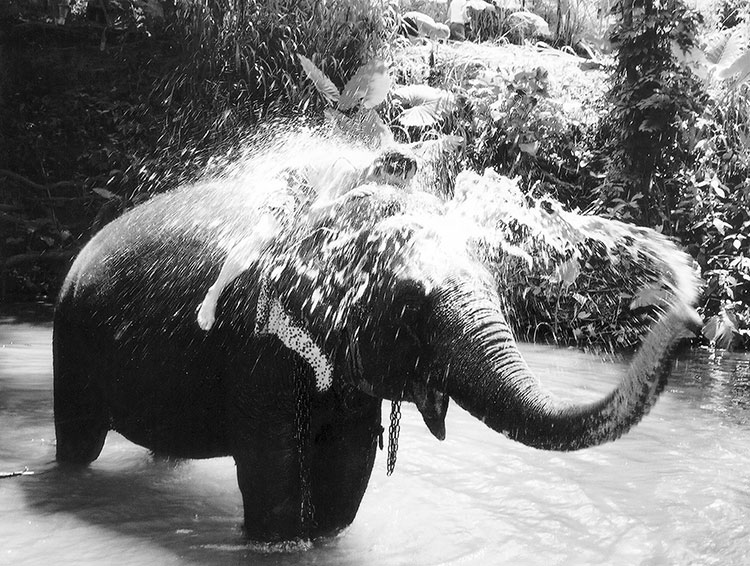 An elephant at the Millennium Elephant Foundation