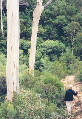 Wendy Schatz admires some blue gum trees, striking because of their smooth trunks.