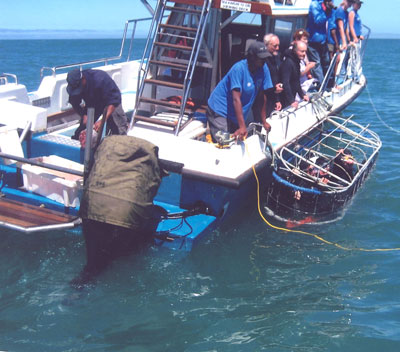 Shark viewing from a cage in the Indian Ocean near Port Elizabeth. Photo: Hoium