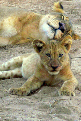 Mother and cub resting after gorging on a kill near Chiawa Camp, Lower Zambezi River.