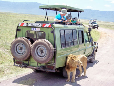 Any shade will do. Lion in Ngo­ron­­goro Crater game reserve.