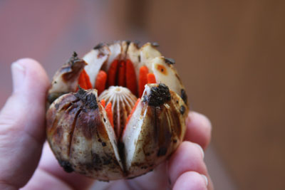 We found a clusia plant near Sacha Lodge in the Ecuadorian Amazon. Parts are used to make a permanent dye. Photo: Scott Capen (using a Kodak Playsport Zx5)