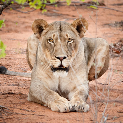 We watched this pretty lady lion for a long time, and she watched us.