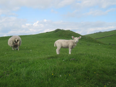 In 2013, the Scottish government counted 6.57 million sheep, giving Scotland more sheep than people (5.295 million). Photo by Margaret Graham