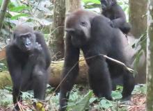 Female western lowland gorilla with baby — Republic of the Congo. Photos by Günther Eichhorn