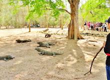 Guarding tourists from Komodo dragons — Komodo island, Indonesia. Photo by Margaret Hinkle