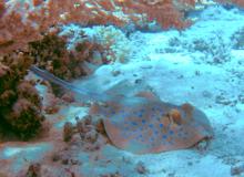 Blue-spotted ribbontail ray at rest underneath staghorn coral — Red Sea. Photos by Debi's fellow diver Victor