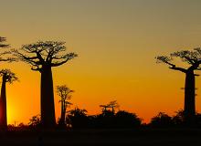 At sunset, the majestic trees along Baobab Alley in Madagascar create amazing silhouettes. (This panorama was stitched together from six photos.) Photo by Nick Stooke