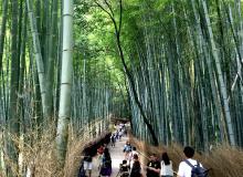 In some places — like this bamboo grove in the Arashiyama district west of Kyoto, Japan — travelers need to be aware that mosquitoes may be present. Photo by Mark Gallo