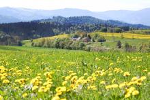 The bucolic landscape of Germany’s Black Forest is punctuated by scenic towns and memorable hiking trails.