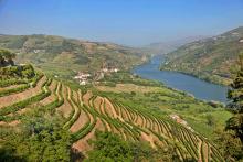 The Douro’s hillsides are lined with stepped terraces built over the centuries, and more modern large, smooth terraces, with vines planted in vertical rows. Photo by Dominic Arizona Bonuccelli