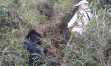 A gorilla in Rwanda's Volcanoes National Park, observing Jeffery Carrier.