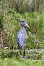 A shoebill stork in Uganda’s Mabamba Bay wetlands.