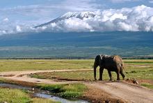 Mt. Kilimanjaro and a local resident.