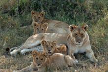 A family of lions quite far from our camp in the Maasai Mara.