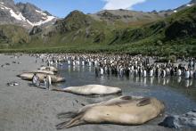 King penguins mingle with some resting fur seals.