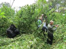 This photo shows just how close we got to the gorillas.