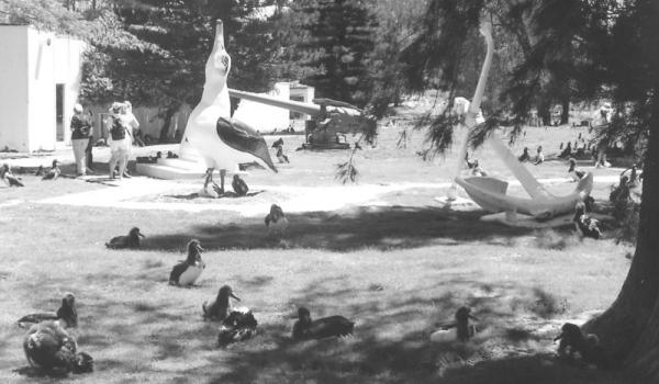 Mahogany albatross, Midway Atoll