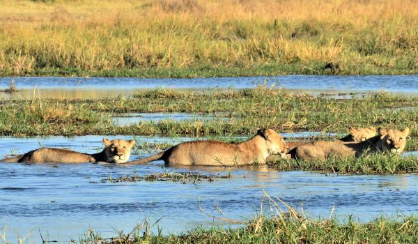 Lions crossing the river from Moremi to Khwai.