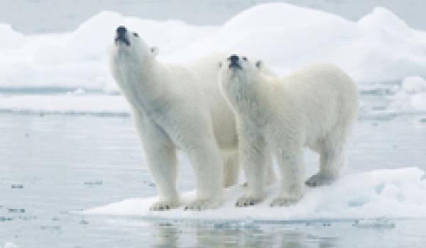 A female and a young male polar bear — Svalbard Islands, Norway. Photo ©Juan Gil Raga/123rf.com