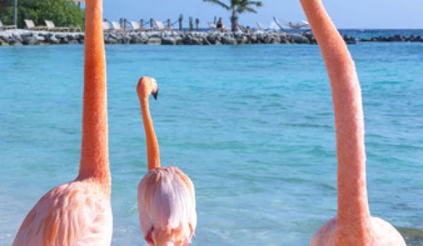 A flamboyance of Chilean flamingos has inhabited the Caribbean island of Aruba for nearly 15 years and can be seen on either Flamingo Beach or De Palm Island.