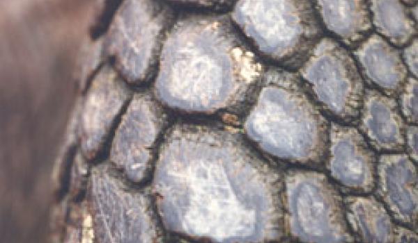 Close-up of a leg of a giant tortoise — Galápagos Islands. Photo: Tykol  