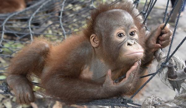 A special opportunity to visit the orangutans of Borneo with the woman who knows them best