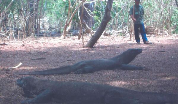 Komodo dragons and one of the guards. Photo by Ronald Dohanick