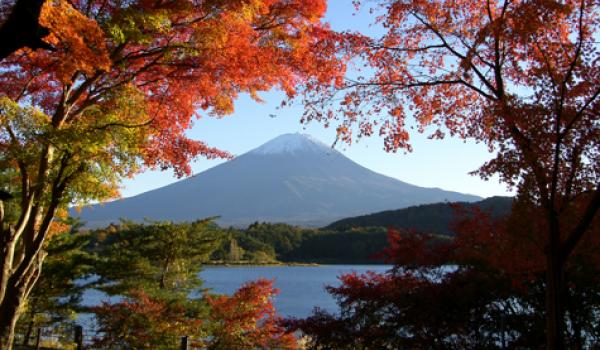 Mount Fuji with Lake Kawaguchi seen through momiji (colorful maple leaves) at the Momiji Tunnel — Lake Kawaguchi. 