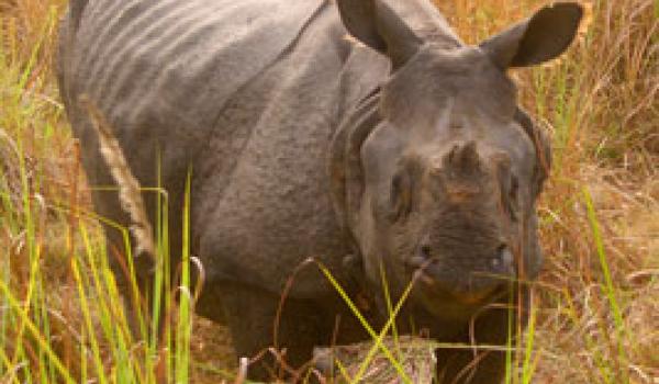 Rhino in Jaldapara Wildlife Sanctuary, India. Photo: Holt