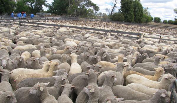 A sheep auction in Kojonup.