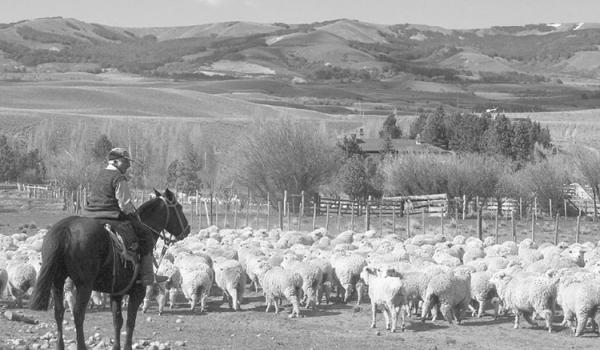 Border country ranches produce the world’s finest-quality merino wool — northern Patagonia.