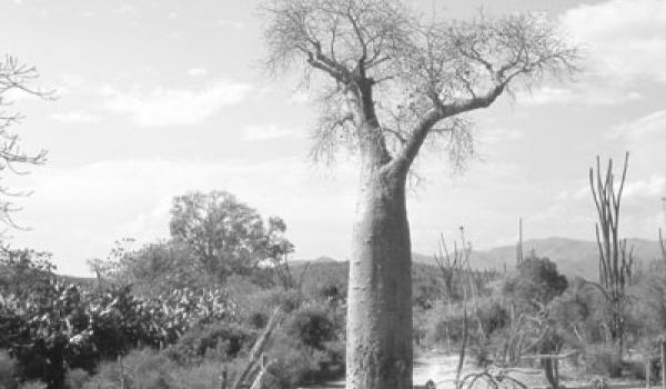 A majestic baobab towers over the spiny forest.