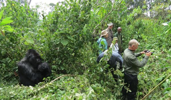 This photo shows just how close we got to the gorillas.