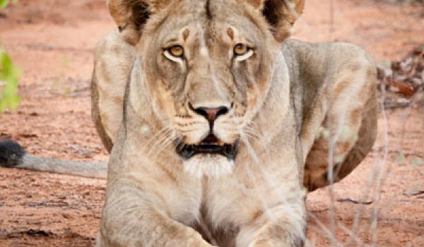 We watched this pretty lady lion for a long time, and she watched us.