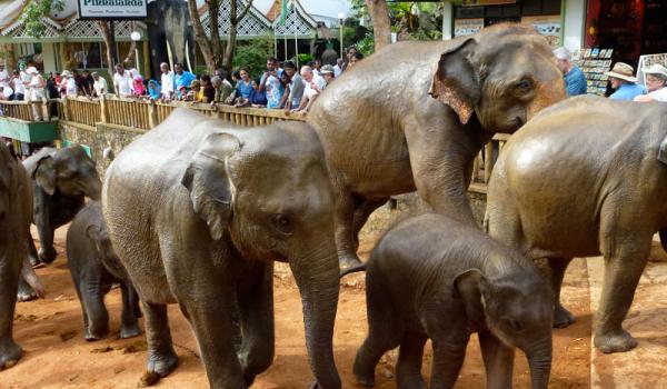 Elephants returning to the orphanage from their river bath.