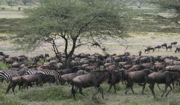 Wildebeests and zebras in the Ngorongoro Conservation Area.