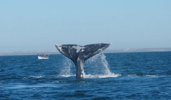 A whale’s flukes are as distinctive as a person’s fingerprints. Photos by Linda Huetinck