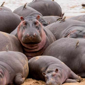 Hippos are usually in the water during the day, but this pod took advantage of a cool, overcast day to nap on the beach.