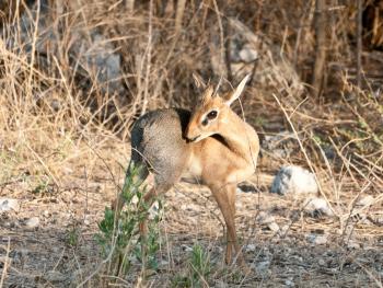 Close-up of a dik-dik, a small antelope.