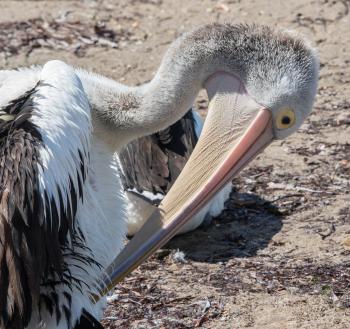 An Australian pelican seen on a stop in Kingscote.