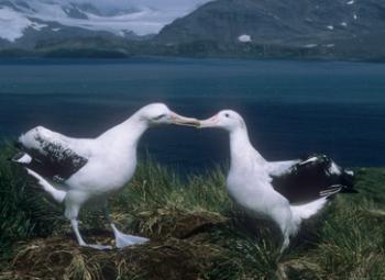 Waved albatrosses (white and black, with pink bills) — Antarctica. Photo by Bobbi Benson