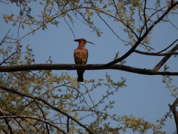 ​​An African hoopoe in Botswana. Photo by Linda Beuret