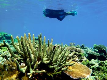 Ann Cabot diving in Marovo Lagoon, Solomon Islands.